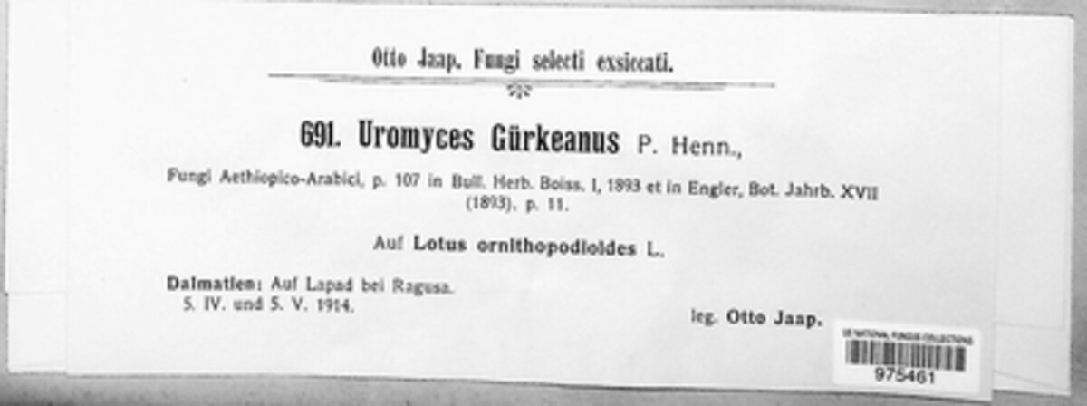 Uromyces guerkeanus image